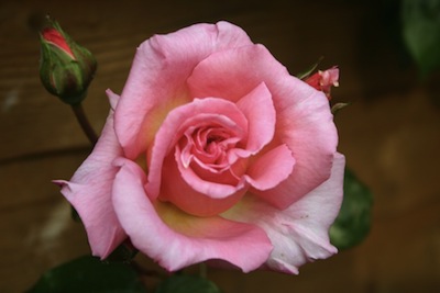 A rose by any other name